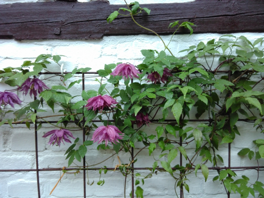 clematis_06.jpg