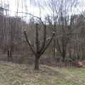 kirschbaum_nachher_01.jpg