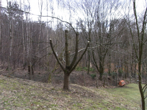 kirschbaum_nachher_01.jpg