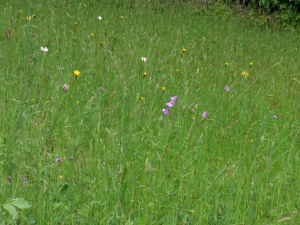 blumenwiese_1005_08.jpg