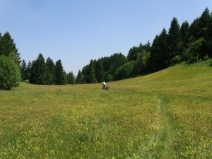 allgaeu_10_10.jpg