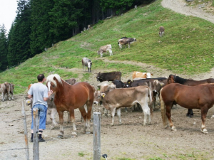 allgaeu_10_48.jpg